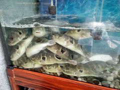 -肆月河豚·新淮扬(金融街店)