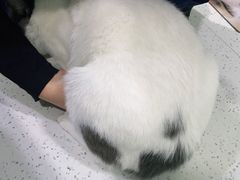 -佳雯宠物医院(金华南路分院)