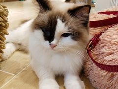 -momokira米努特·德文卷毛猫·棉花面纱犬