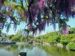 -秋霞圃