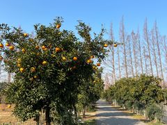 -上海长兴岛郊野公园