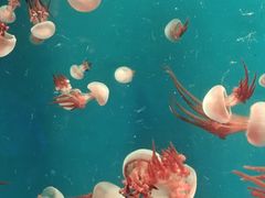 -海合安青岛极地海洋公园