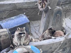 -上海野生动物园