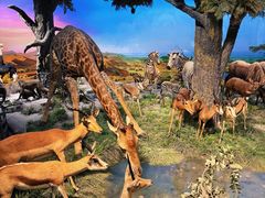 -国家自然博物馆