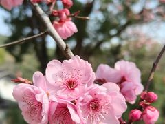 -无锡梅园公园