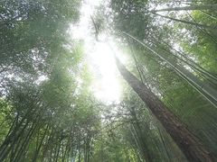 -百杖潭景区