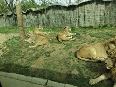 -北京野生动物园