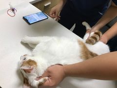 -爱佳宠物中心医院24H·CT·骨外科·猫专科(瑶海万达店)