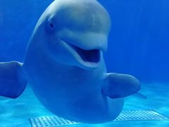 -多彩贵州城极地海洋世界