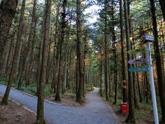 -重庆睡佛山森林公园