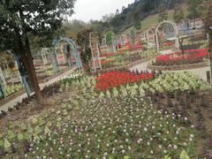 -都江堰玫瑰花溪谷