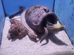 -大连老虎滩海洋公园