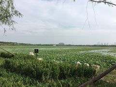 -天津东丽湖风景区