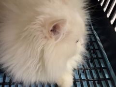 -pd派德宠物中心医院24H急重症·眼科中心·血液透析中心(嵩山北路店)