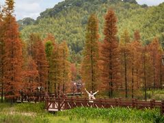 -广州市石门国家森林公园