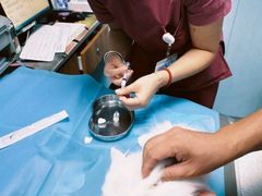 -纳吉亚猫专科动物诊疗中心(蒋宅口分院)