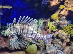 -上海海洋水族馆