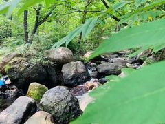 -云岫谷游猎自然风景区