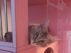 -麒麟缅因猫舍·十五年缅因猫选购中心