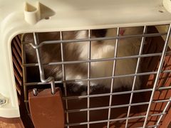 -乐派堂宠物医院·猫友好· 心脏科(东街店)