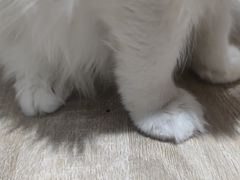 -藏猫猫咖啡主题馆(中央大道店)