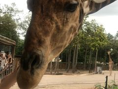 -清迈夜间动物园