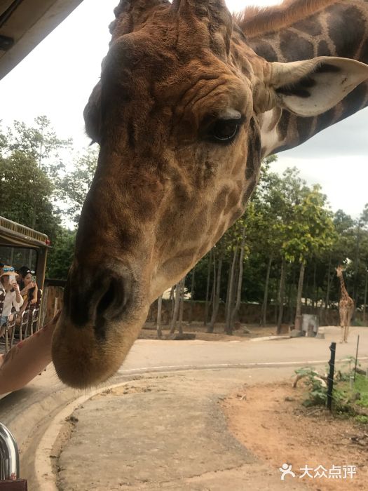 清迈夜间动物园图片