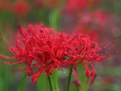 -白塘生态植物园