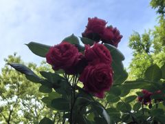 -徐家汇源景区-衡山公园