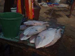 -尼甘布海鲜市场