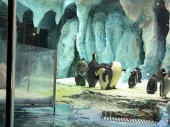 -帝企鹅自助餐厅•儿童岛•真企鹅(长隆企鹅酒店)