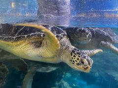 -烟台海昌鲸鲨海洋公园