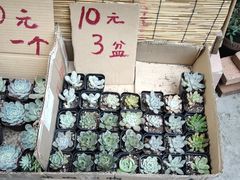 -小洲村