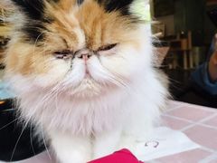 -吉丁鸟咖·异宠·寄养