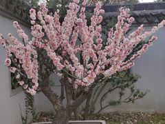 -无锡梅园公园
