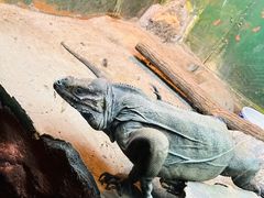 -上海大自然野生昆虫馆