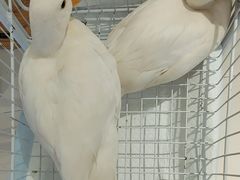 -怪兽屋·羊驼·猫咖·狗咖(俊华广场店)