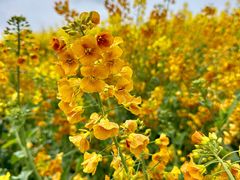 -三圣花乡旅游区