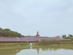-大塘金香草谷