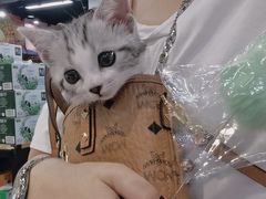 -四月宠物医院·猫专科·心脏专科·内科(转塘店)