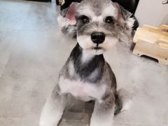 -小尾巴宠物店(万科·金域华庭店)