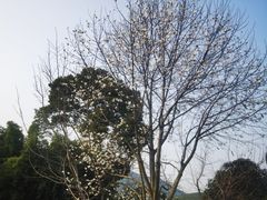 -龙坞茶村