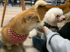 -柴迷FANS CLUB·柴犬狗咖·猫咖