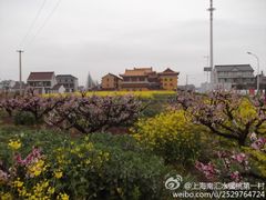 -南汇水蜜桃采摘(大团店)