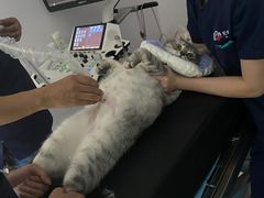 -良伴无忧宠物医院(泰欣嘉园店)