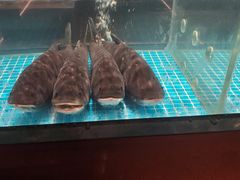 -喜茶(永旺梦乐城店)