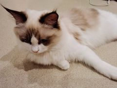 -藏猫猫咖啡主题馆(中央大道店)