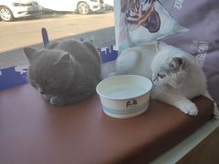 -芭比堂动物医院·CT·微创中心(新顺分院)