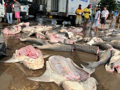 -尼甘布海鲜市场