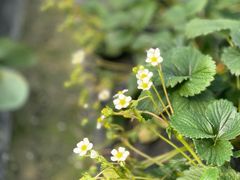 -小鱼草莓采摘园农家乐·小鱼餐厅